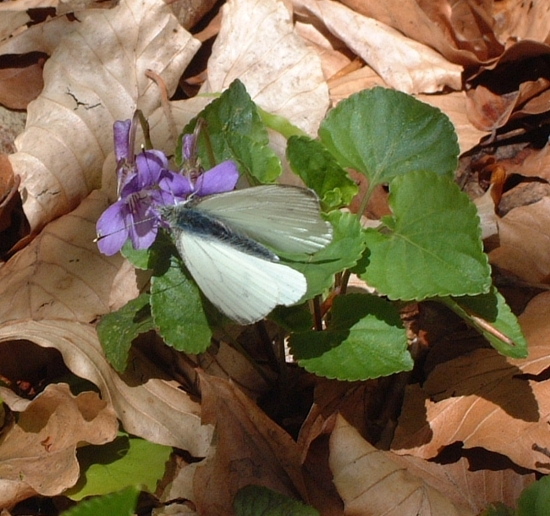 Pieris napi